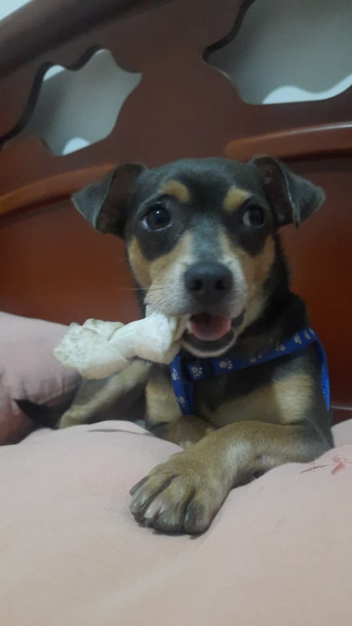 Oddie