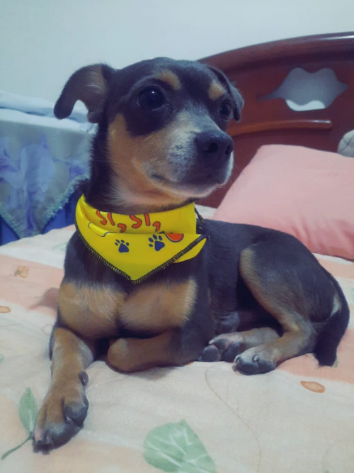 Oddie