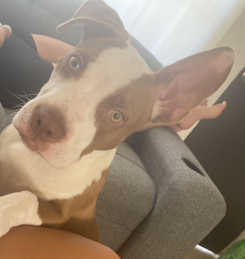Max