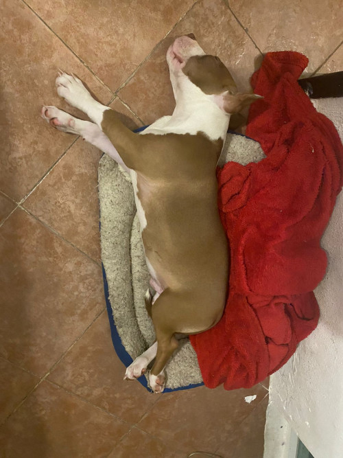 Max