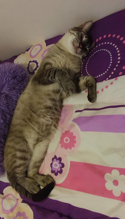 Orion