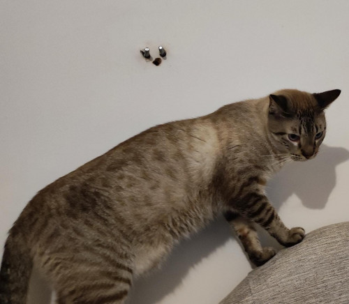 Orion