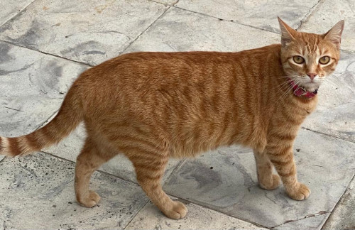 Mandarina