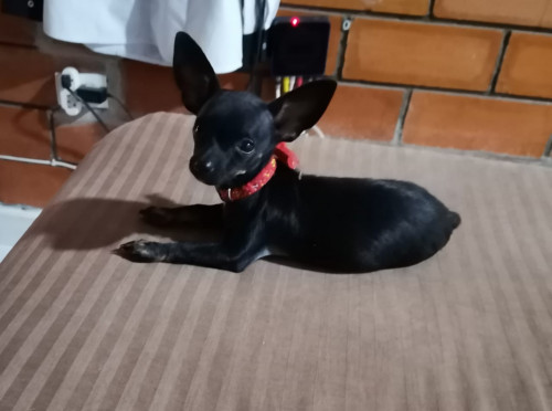 Manchita
