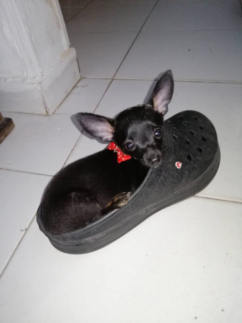 Manchita