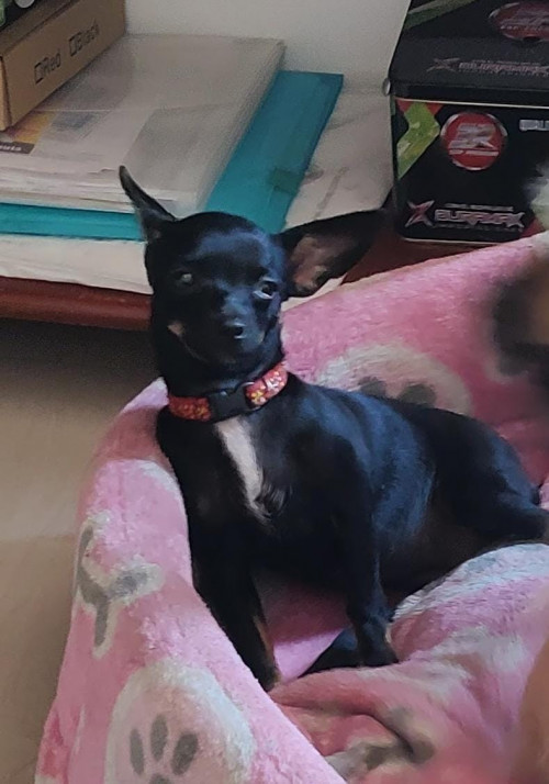 Manchita