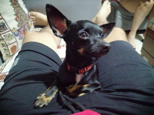 Manchita