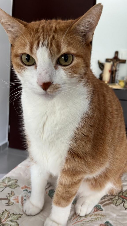 Bruno