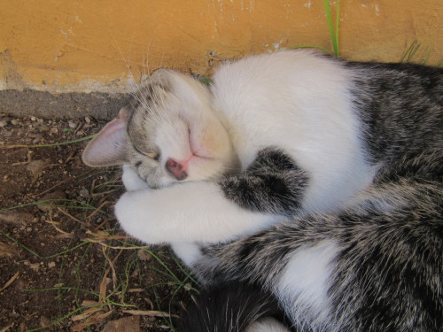 Félix