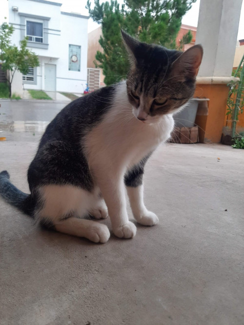 Félix