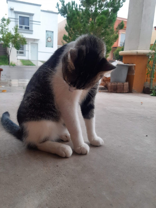 Félix