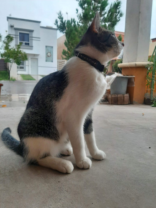 Félix