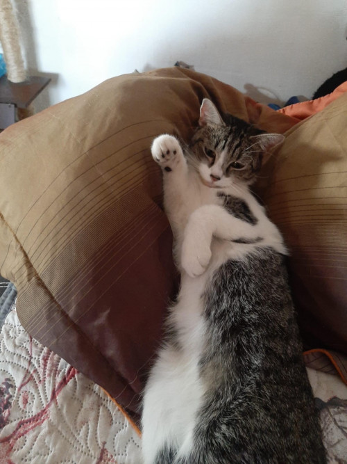Félix