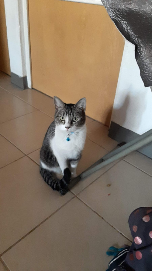 Félix
