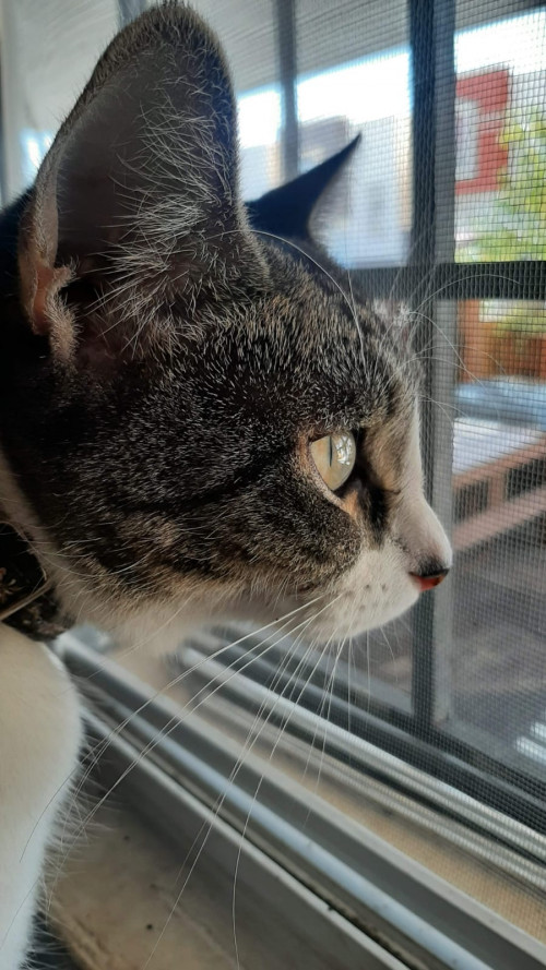 Félix