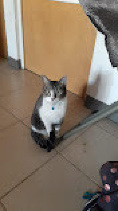 Félix