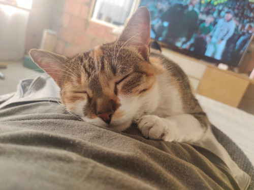 Lilo