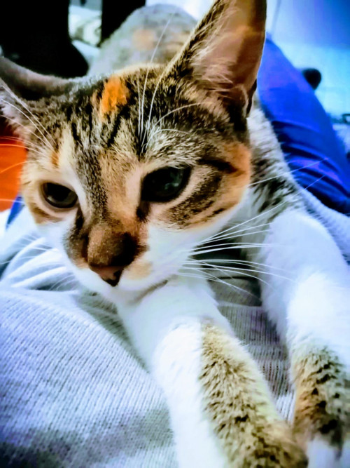 Lilo