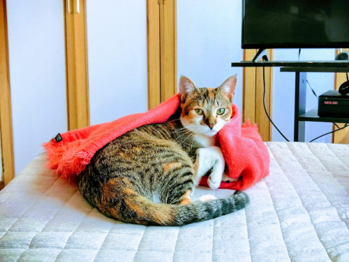 Lilo