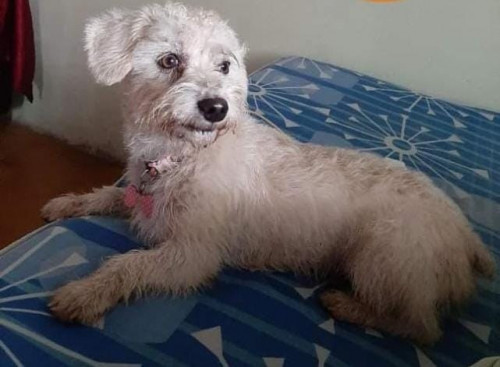 Lulú