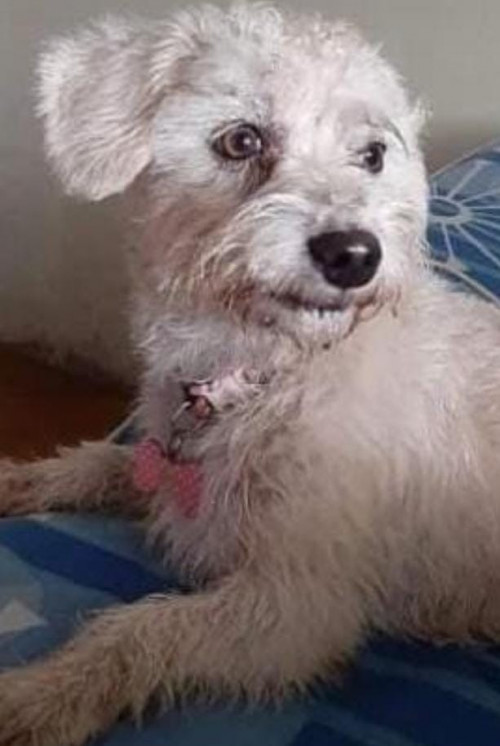 Lulú