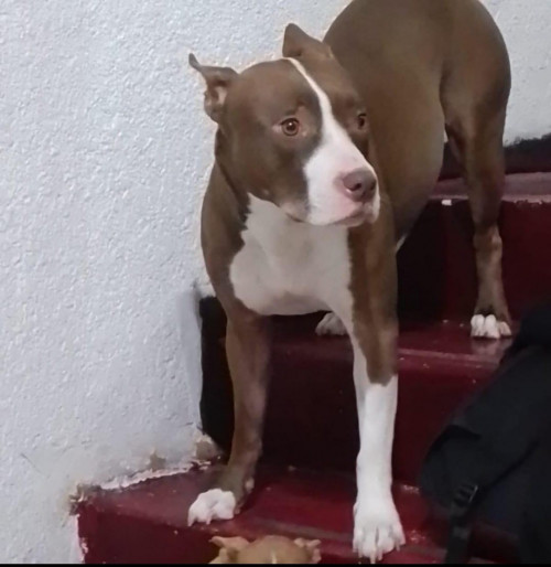 Nala