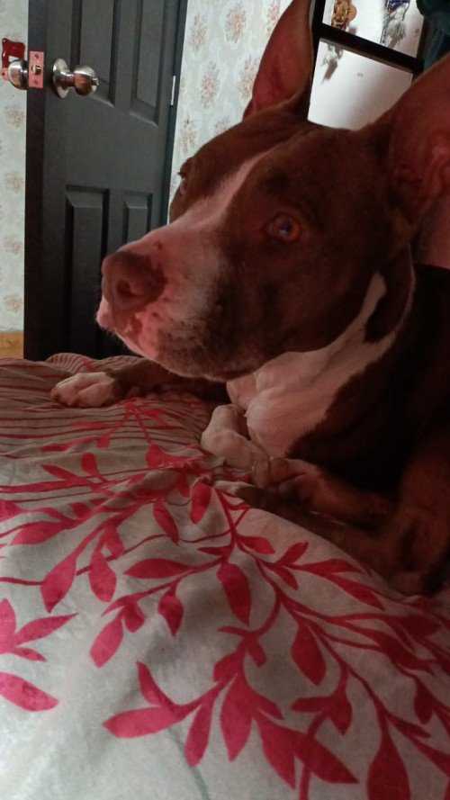 Nala