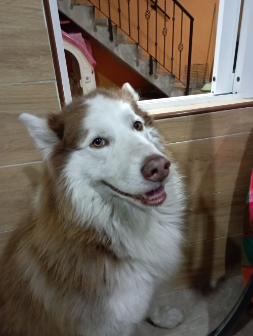 Husky