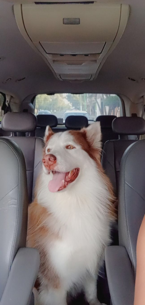 Husky