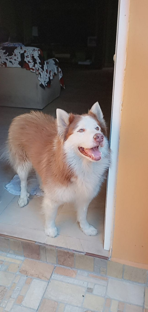 Husky