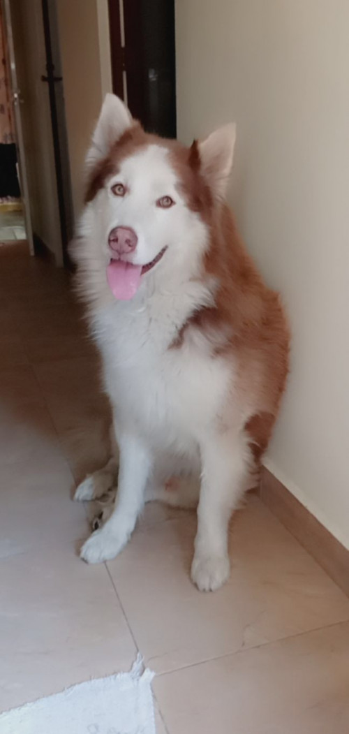 Husky