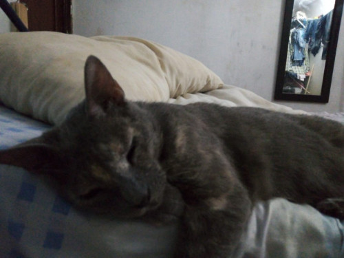 Micha