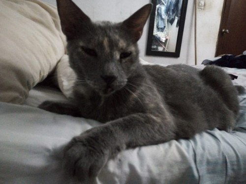 Micha