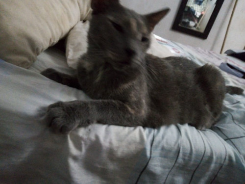 Micha