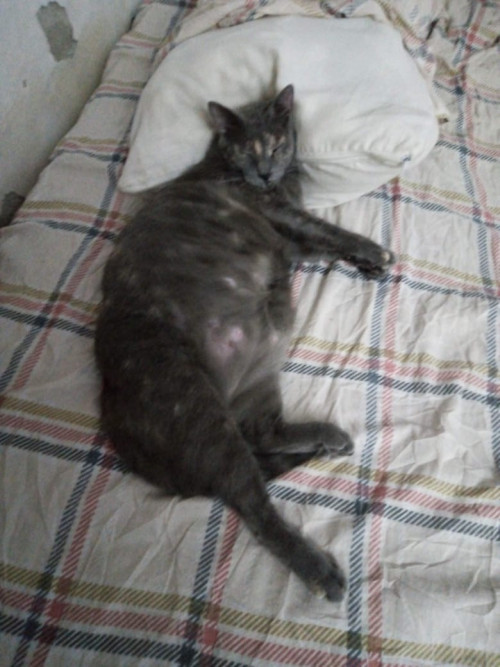 Micha