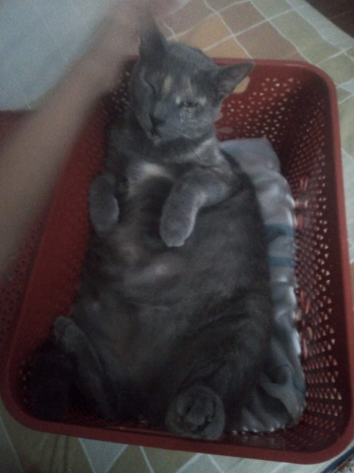 Micha