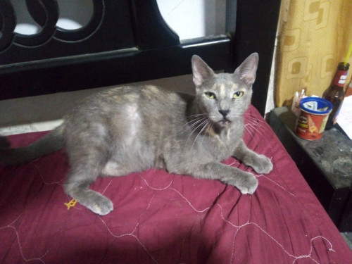 Micha