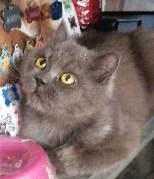 Seti