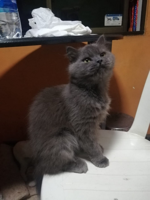 Seti
