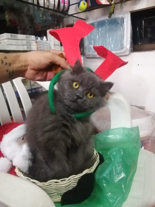 Seti