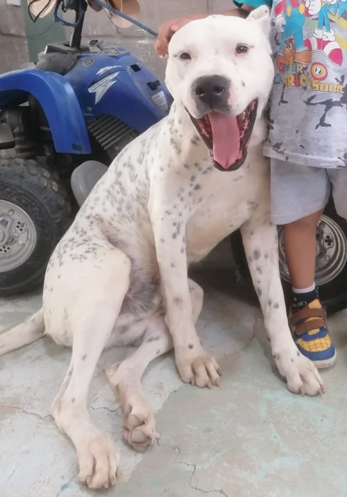 Draco