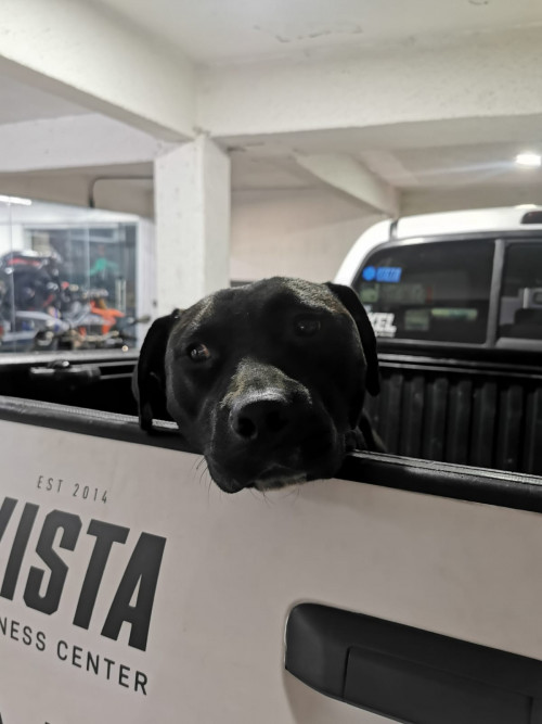 Bruno