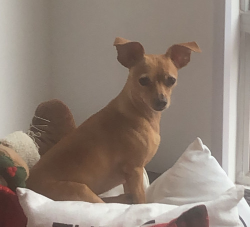 Toby