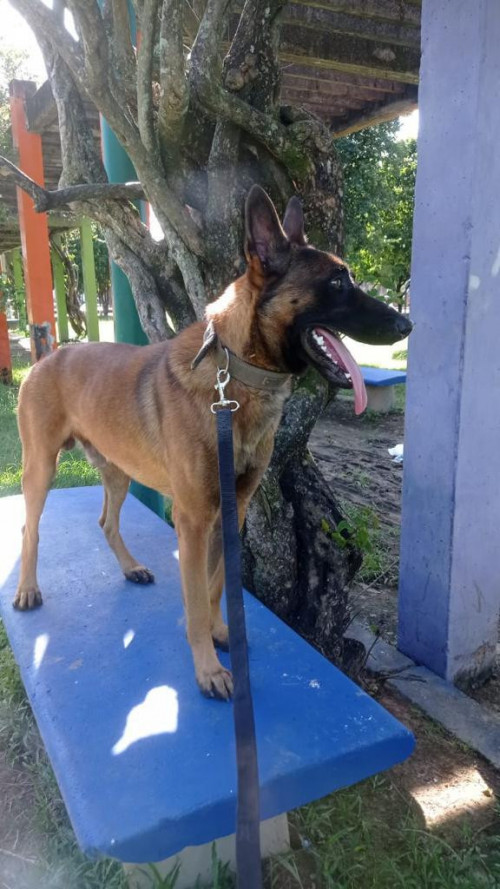 Capitán