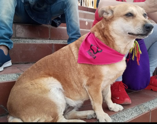 Bellota