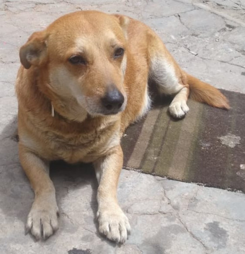Bellota