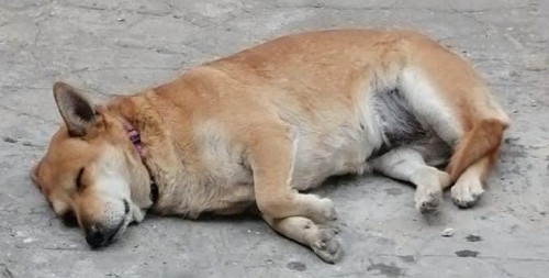 Bellota