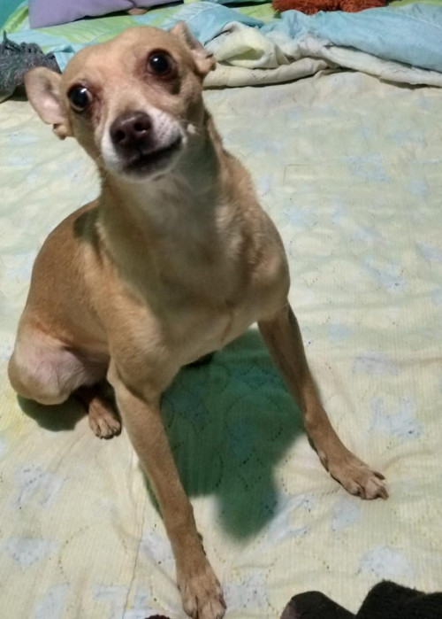 Luigi