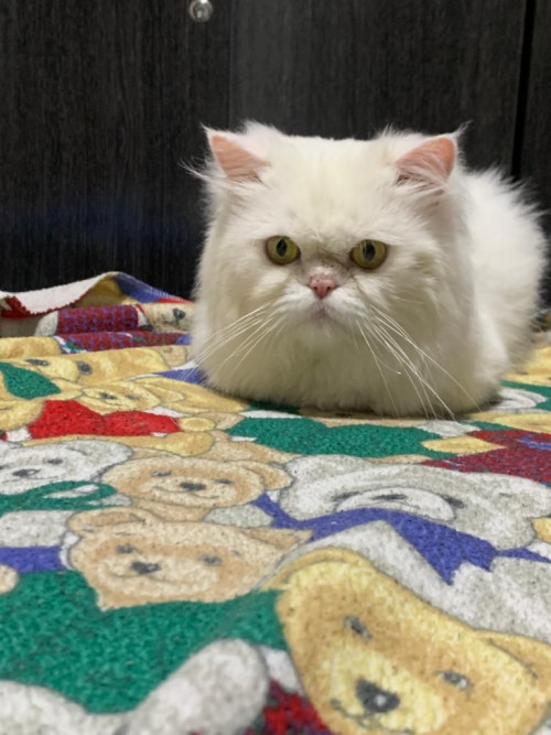Maiki