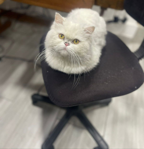 Maiki